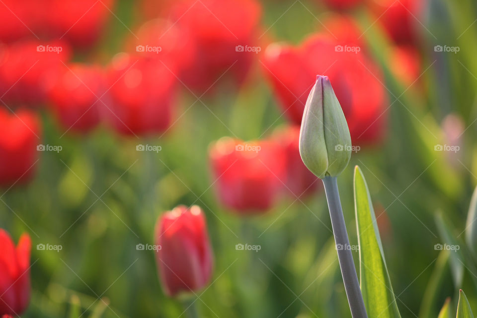 Red tulips