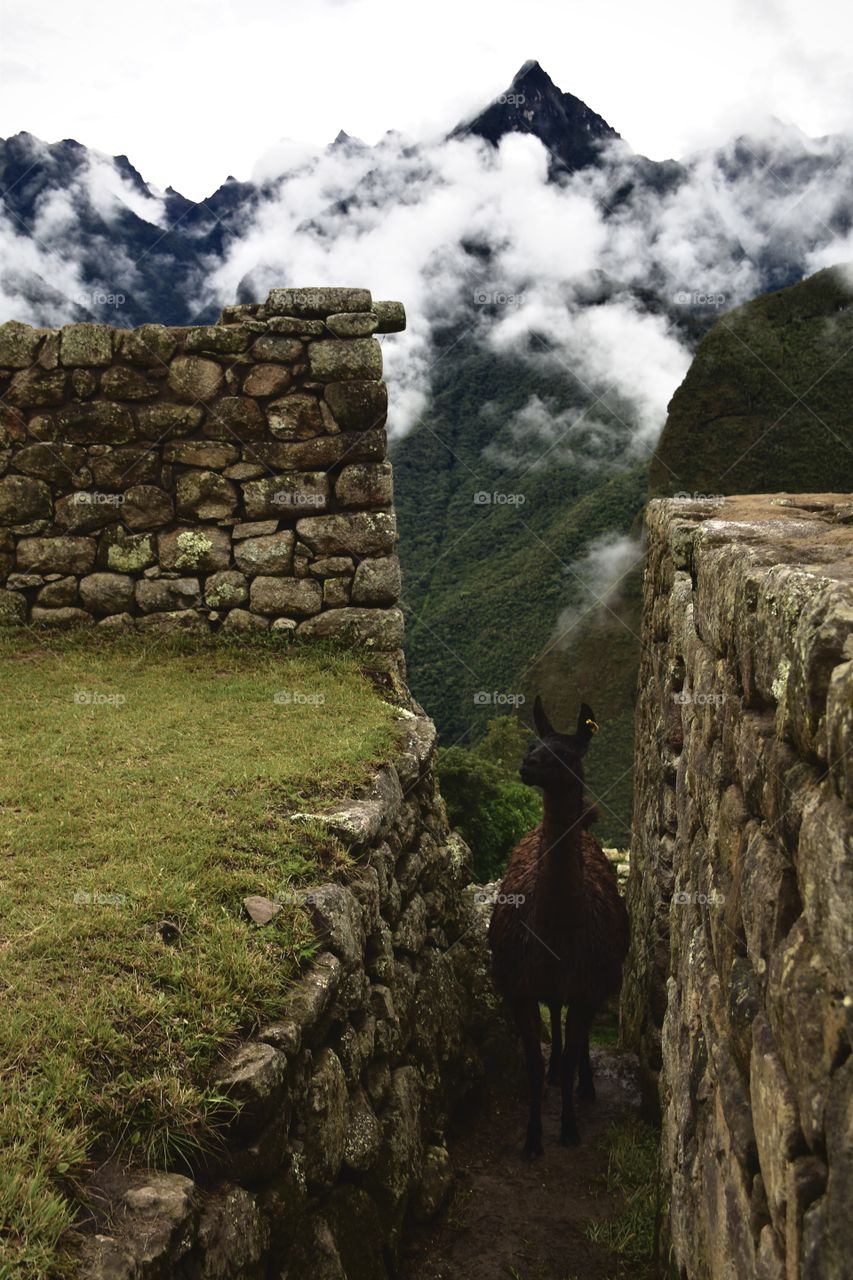 Llama | Machu Picchu | Peru

2017