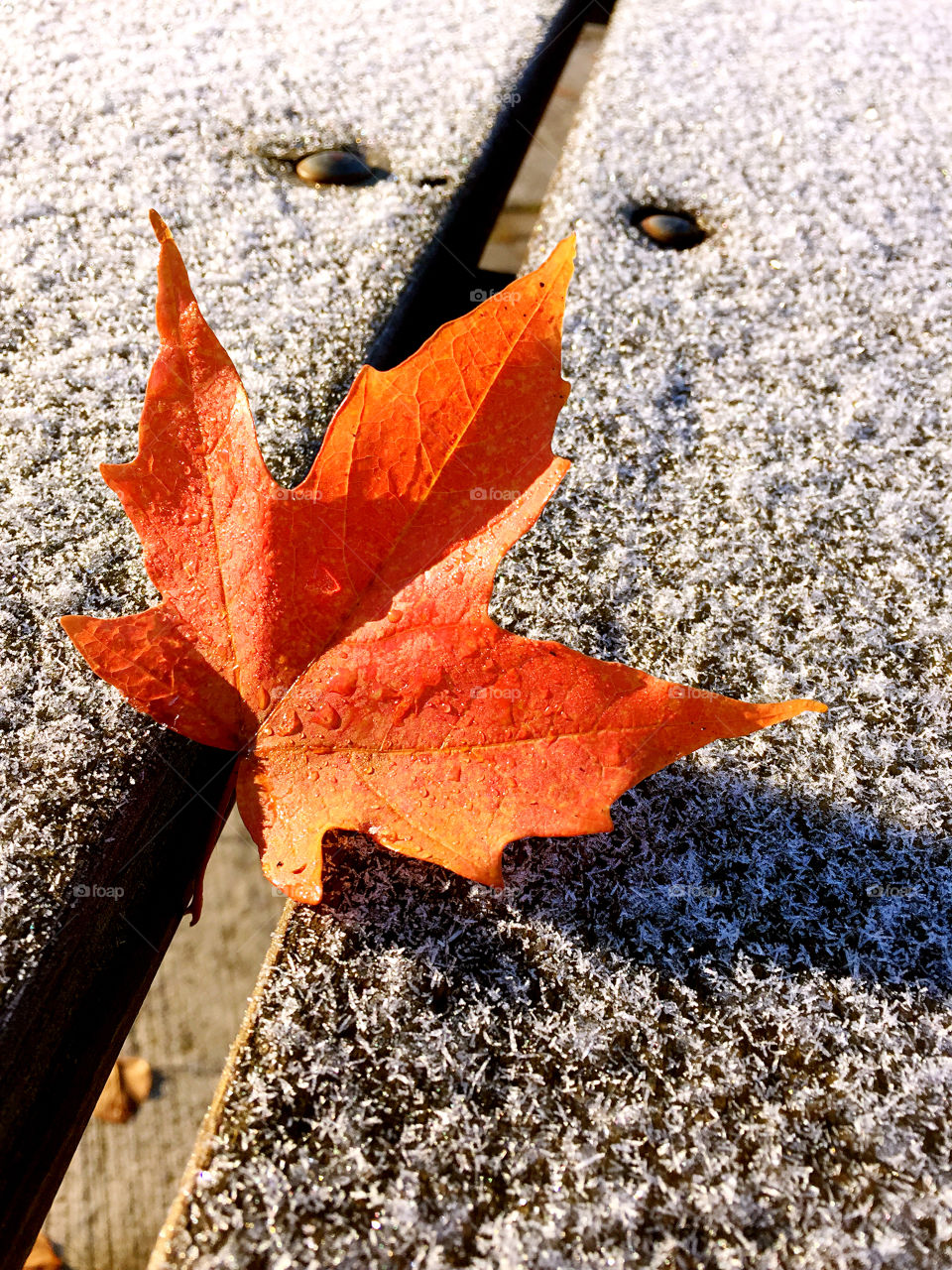 Leaf, Frost