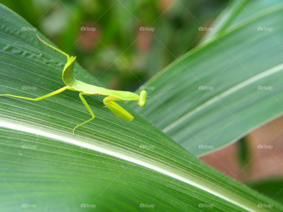 Green mantis on leaf