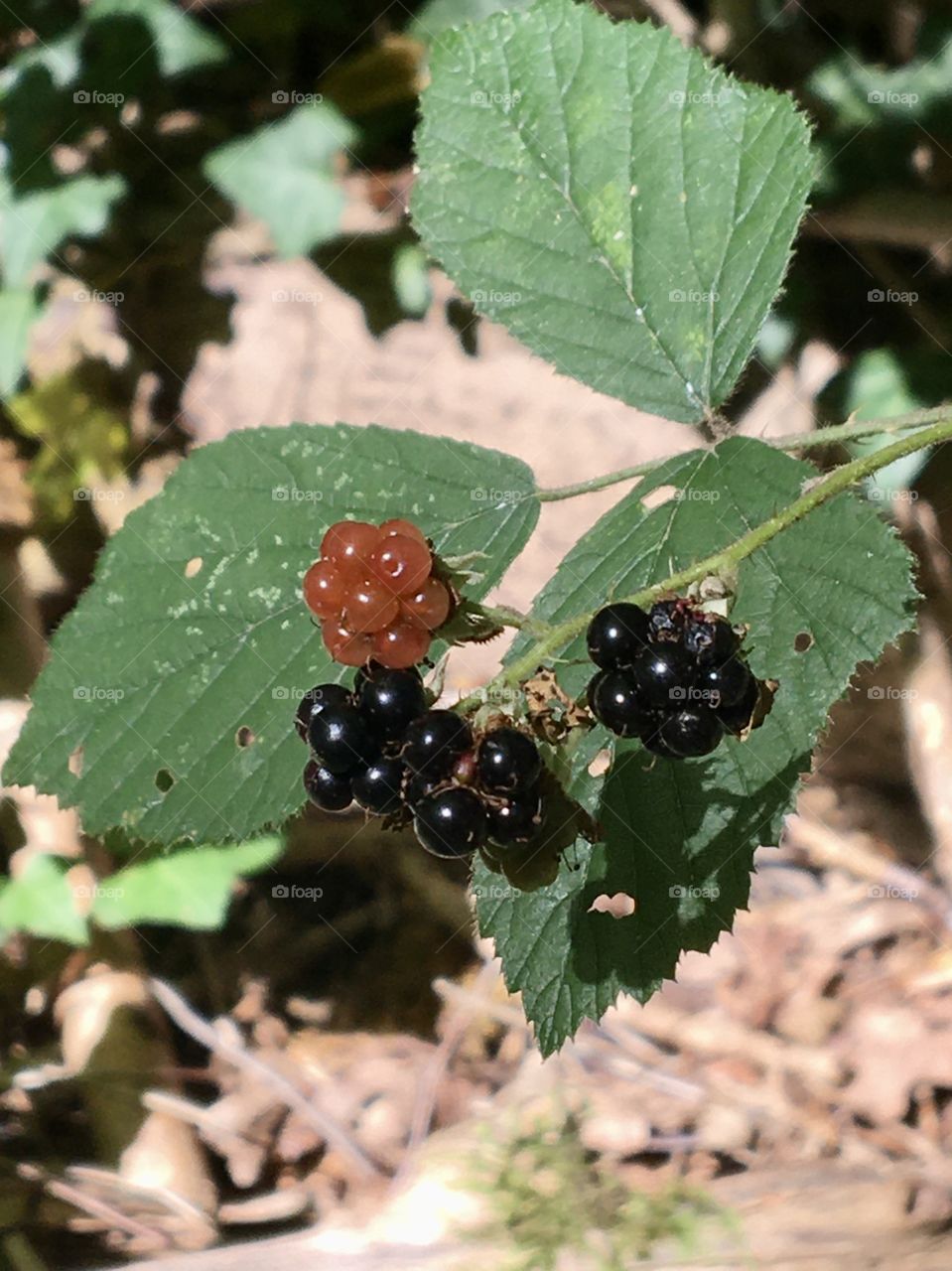 Time for blackberries 