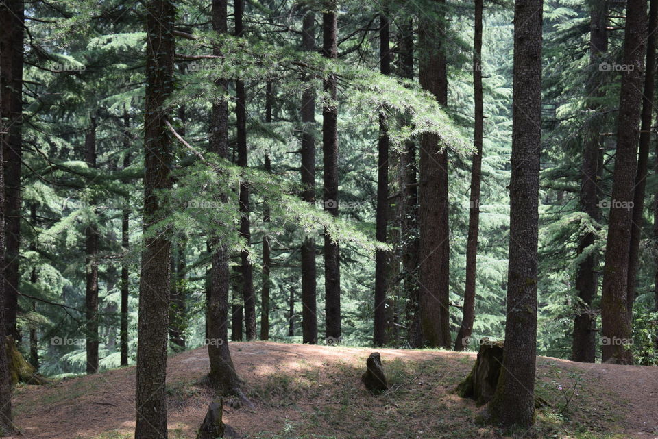 Scenic Hiking Trail