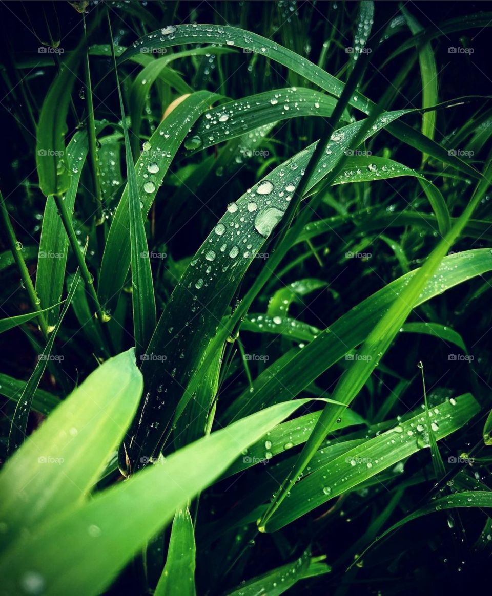 after rain