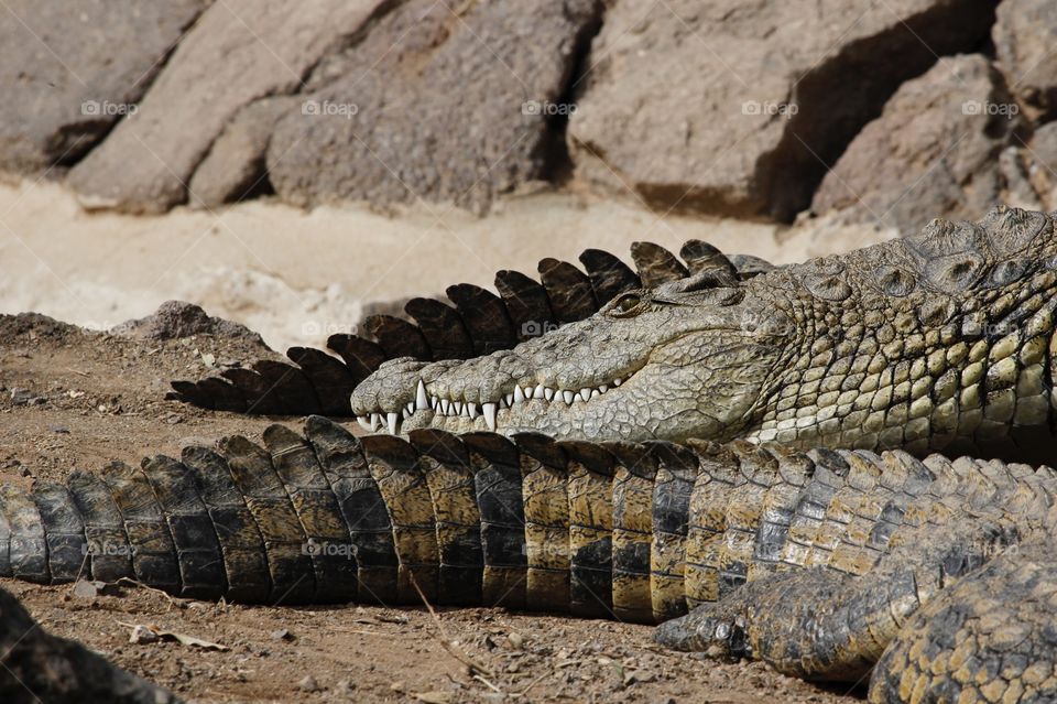 Smiling crocodile with sharp teeth lying in the sand in fair weather - Krokodil 
