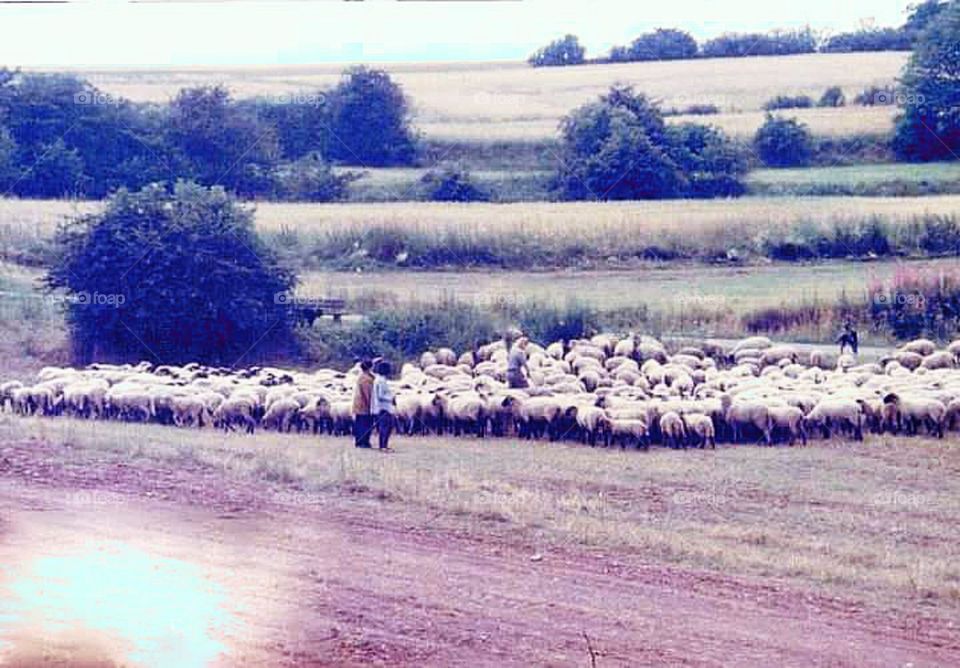 Sheeps grazing at Gemunder Germany