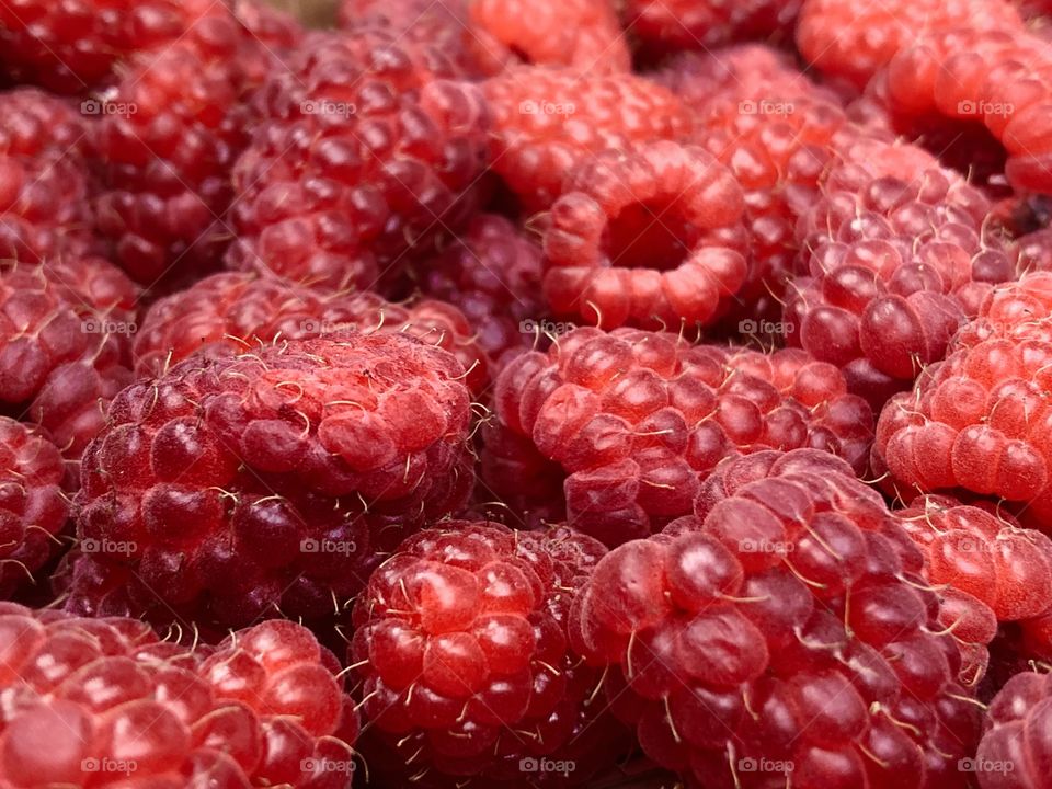 Red raspberry close-up