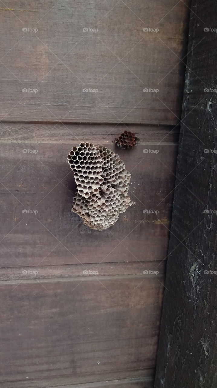 wasp nest
