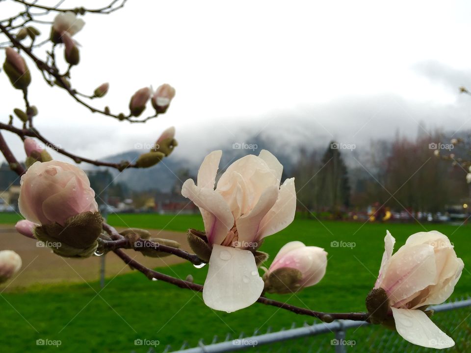 Fog and flower