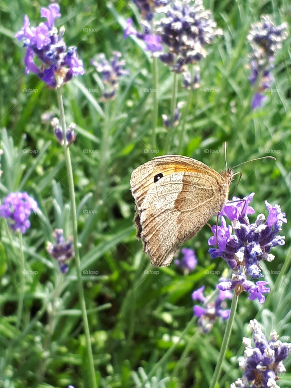 Summer Flutter