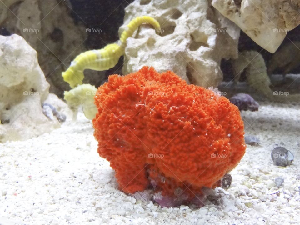 Coral