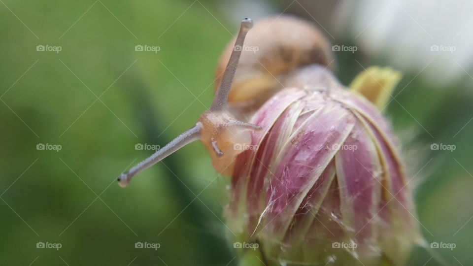 snail on a flower