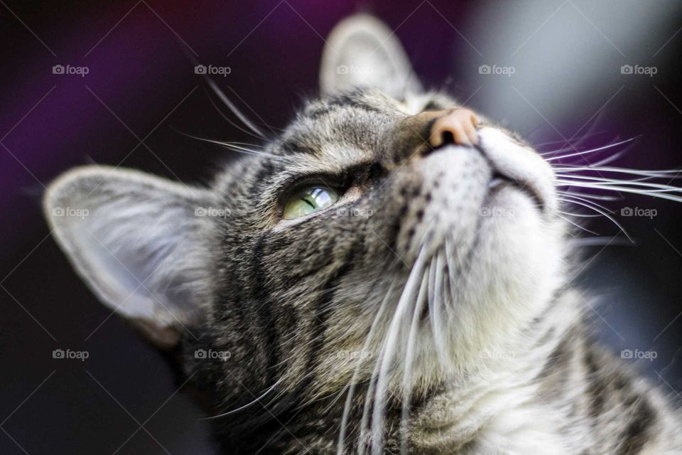 Close up of a grey tabby cat with shallow depth of field.