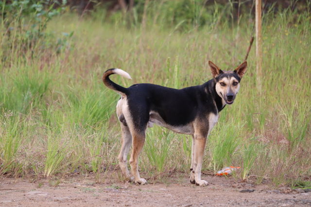 Black dog with white tail.