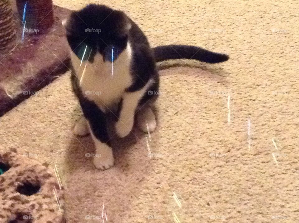 Cat playing with bubbles 