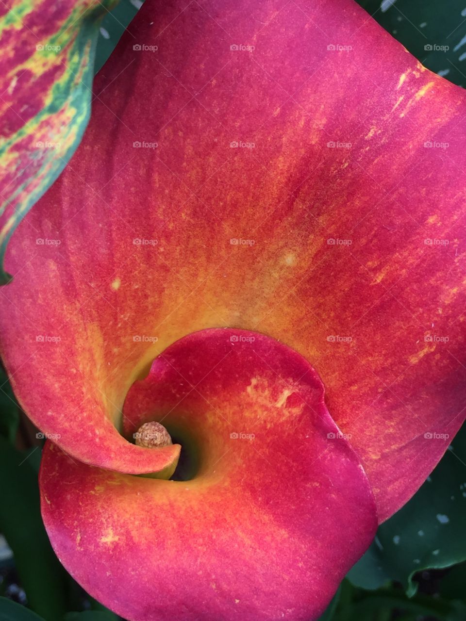 Calla Lily