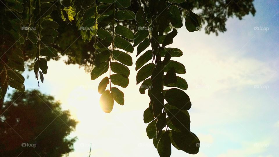 Beautiful summer light dispersion.