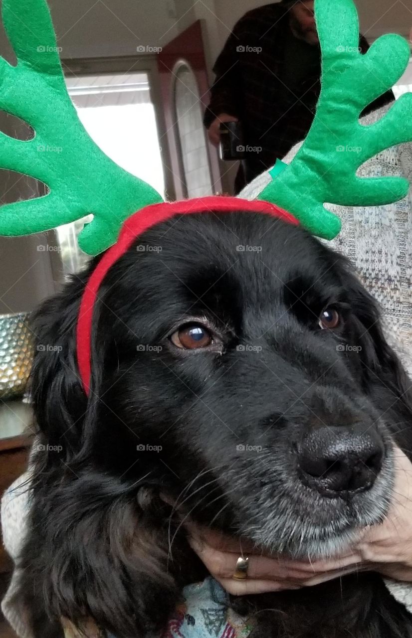 A Doggie Reindeer