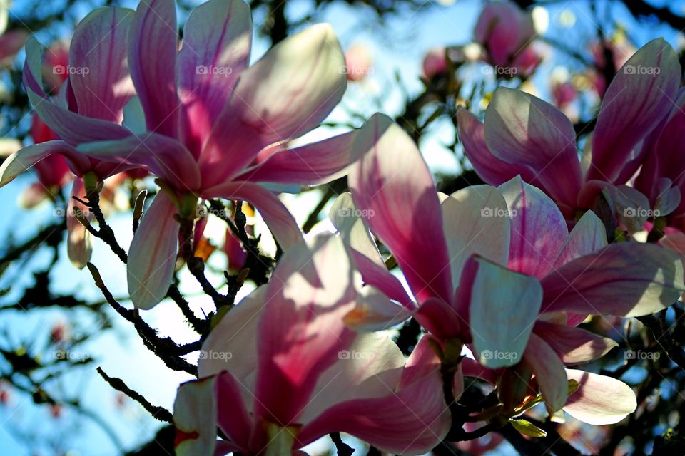 Blossoms of magnolia tree