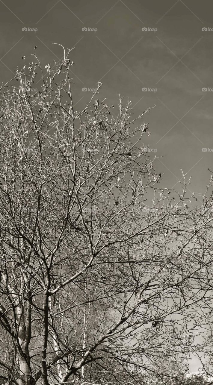 Birds in a winter tree