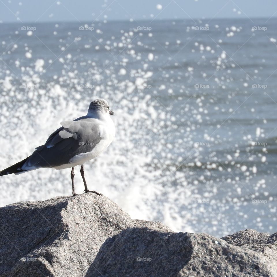 Watching the splash. 
Seagull at Fort Fisher.