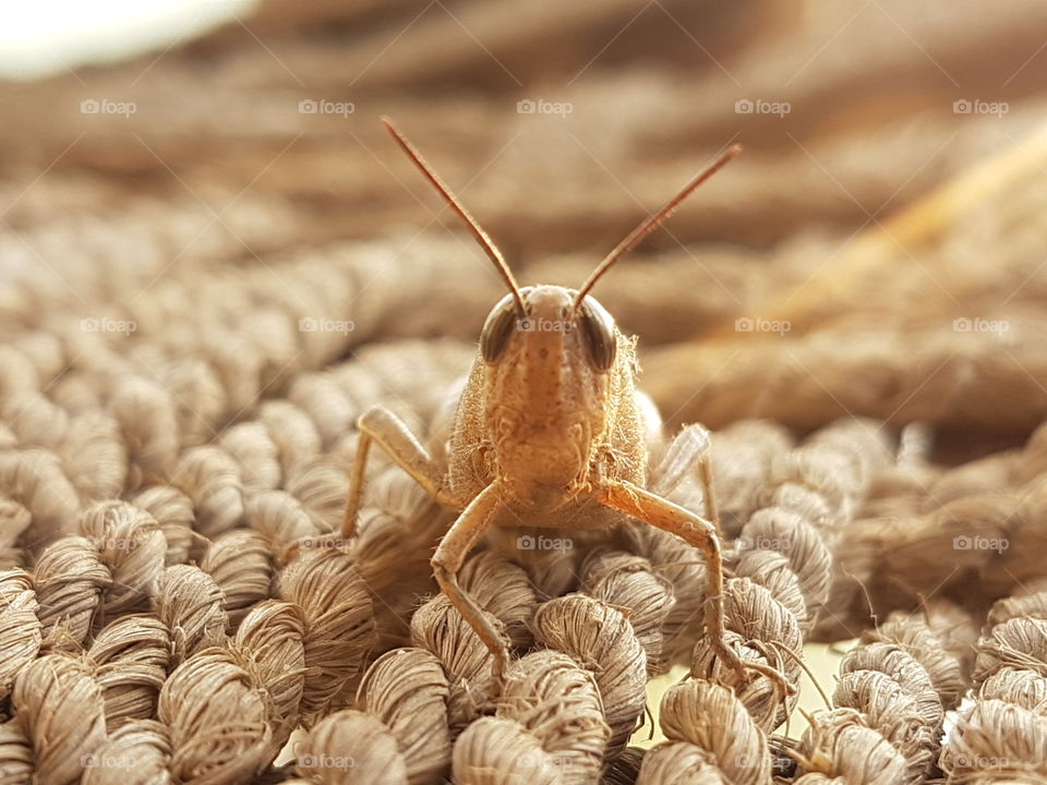 Grasshopper Nature