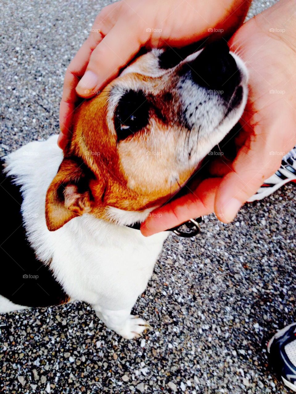 Sweet little outside dog stopping to share the human animal bond through touch.