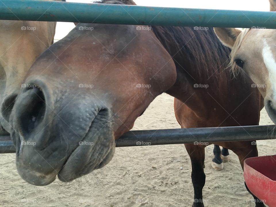 Close up Appaloosa horse face poking through corral fence