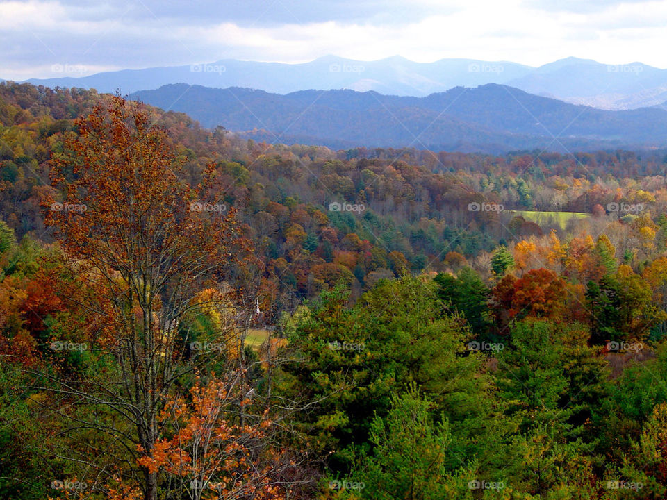 Fall, No Person, Leaf, Nature, Landscape