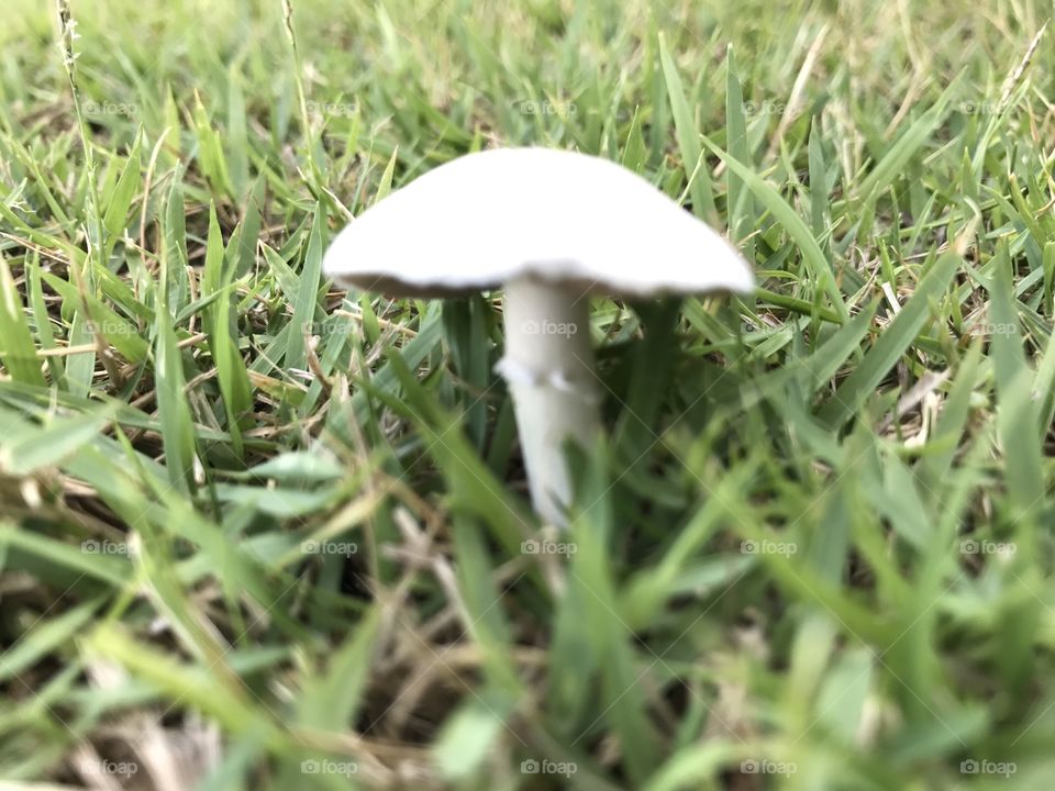 Mushroom