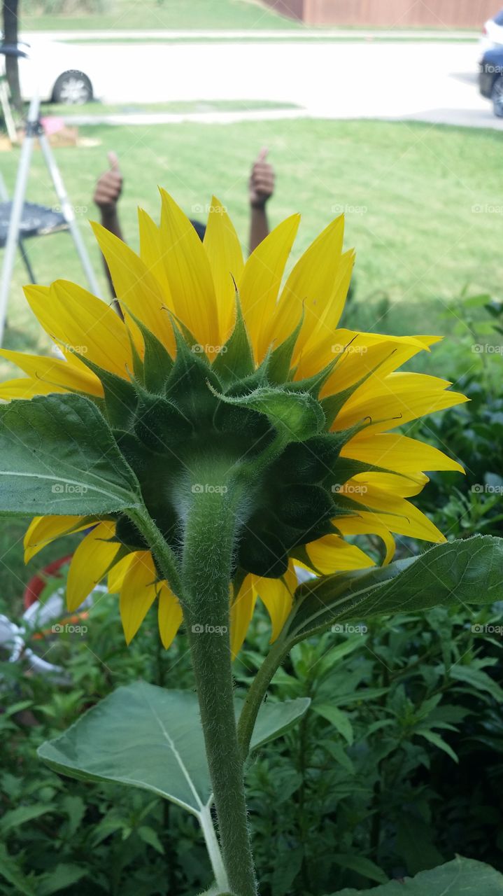 sun flower. 3 days of the sun flower. 