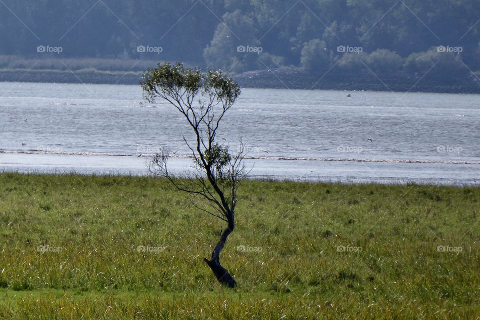 Tree / marshland 