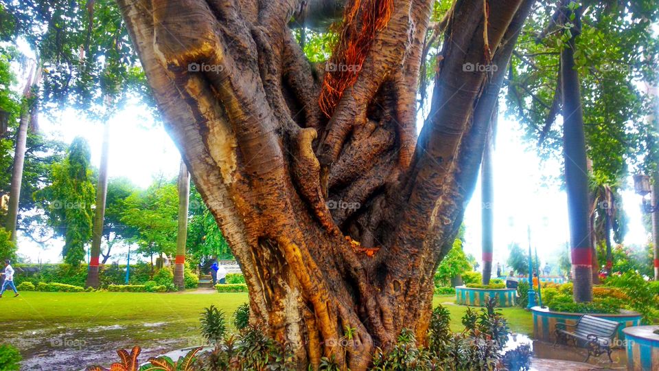 old tree , old tree in India, nature wallpaper, wallpaper, tree wallpaper  , Indian park, background wallpaper