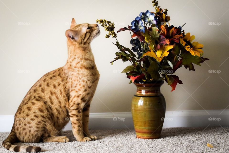 Cat sniffing flowers 