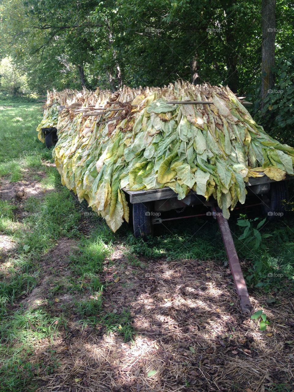 Shade of leaves made on cart