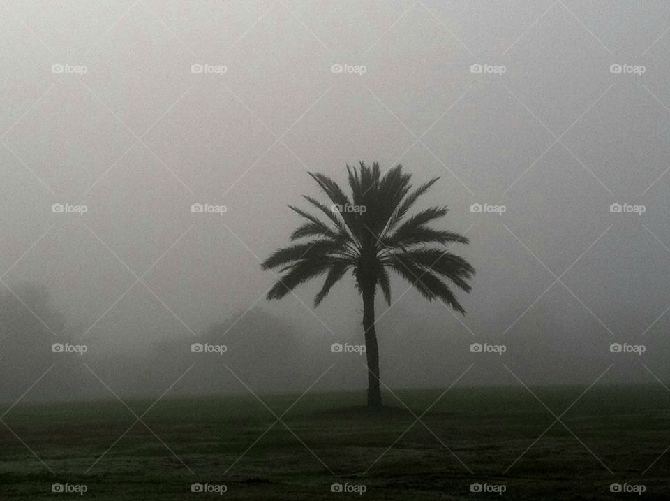 Palm Tree on a Foggy Day