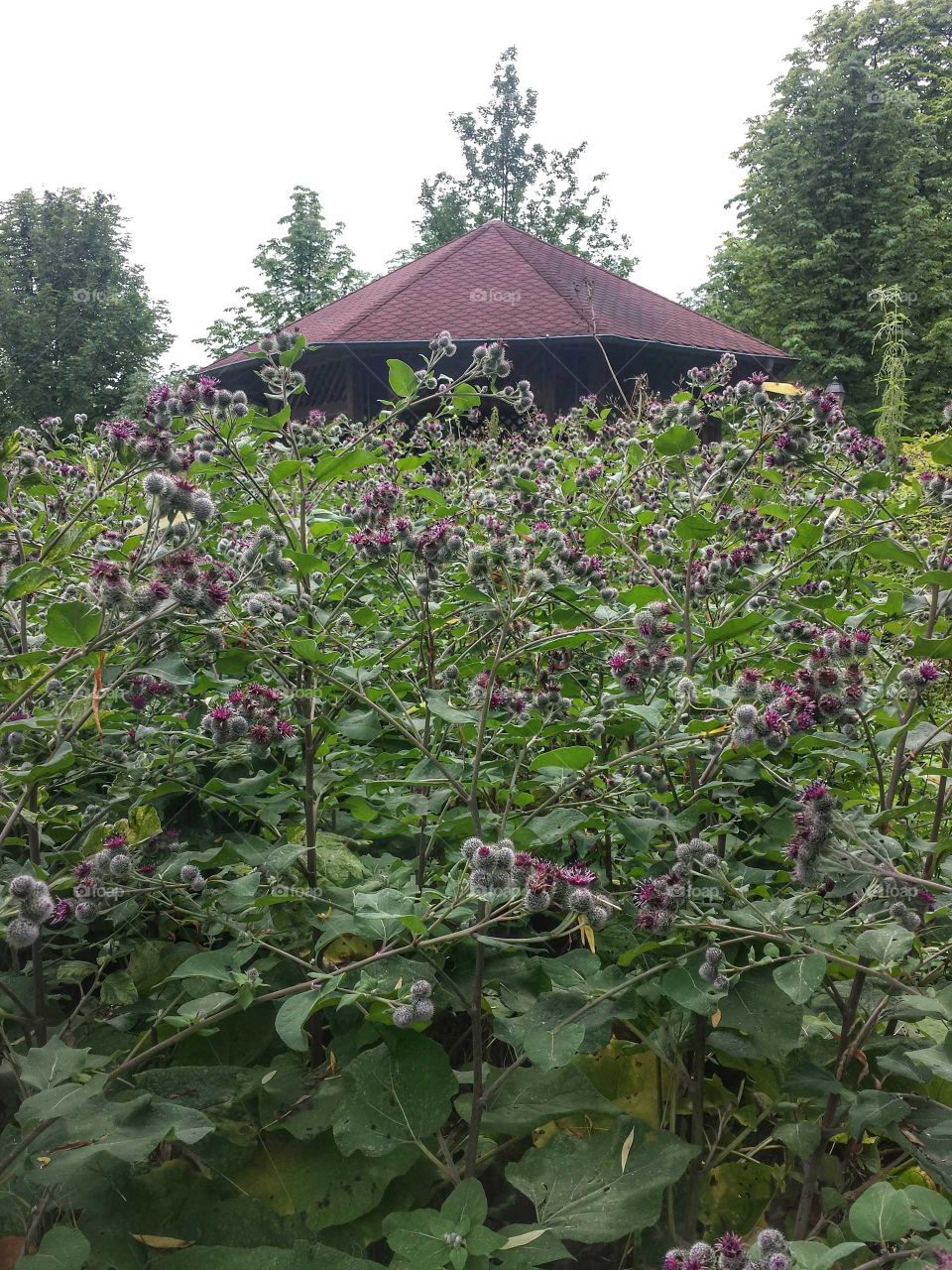 plants...plants...flowers