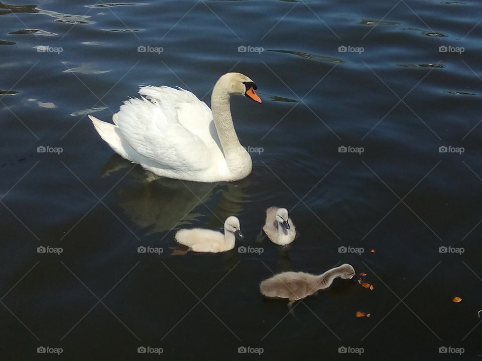 Лебединная семья