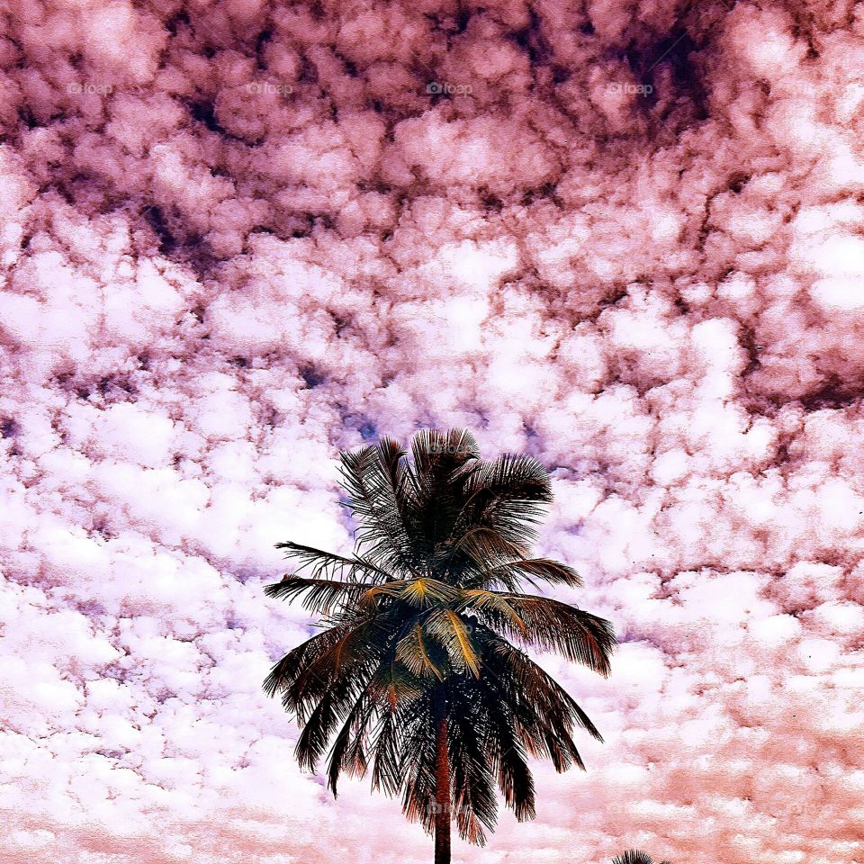 pink cotton candy clouds and coconut tree