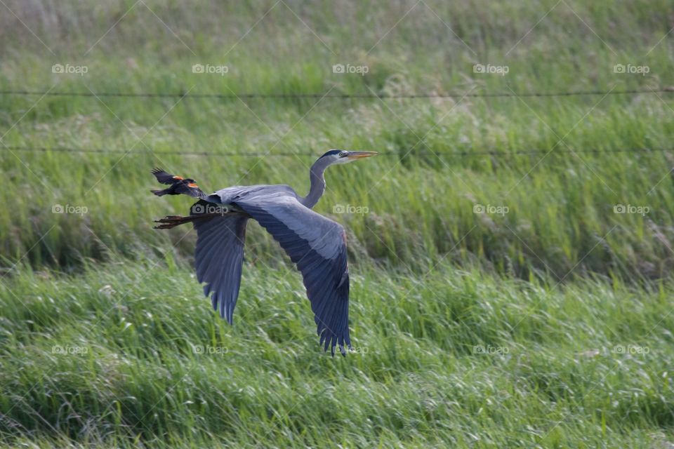 Blackbird harassing a Blue Heron