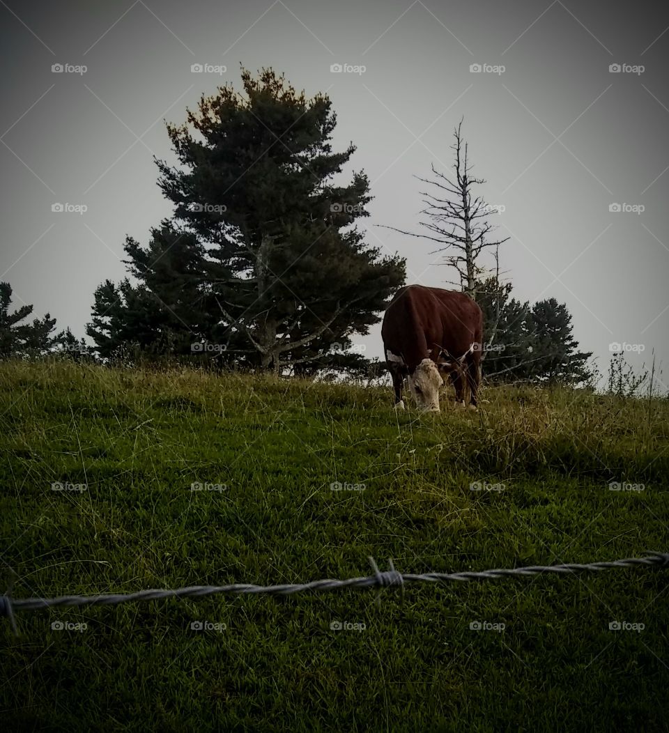 Grazing cow