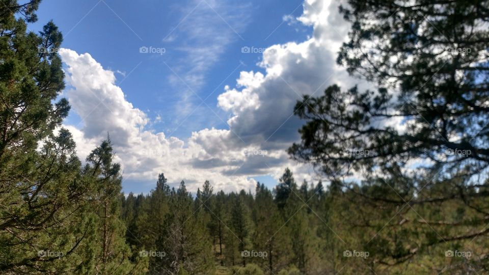 Oregon  trees