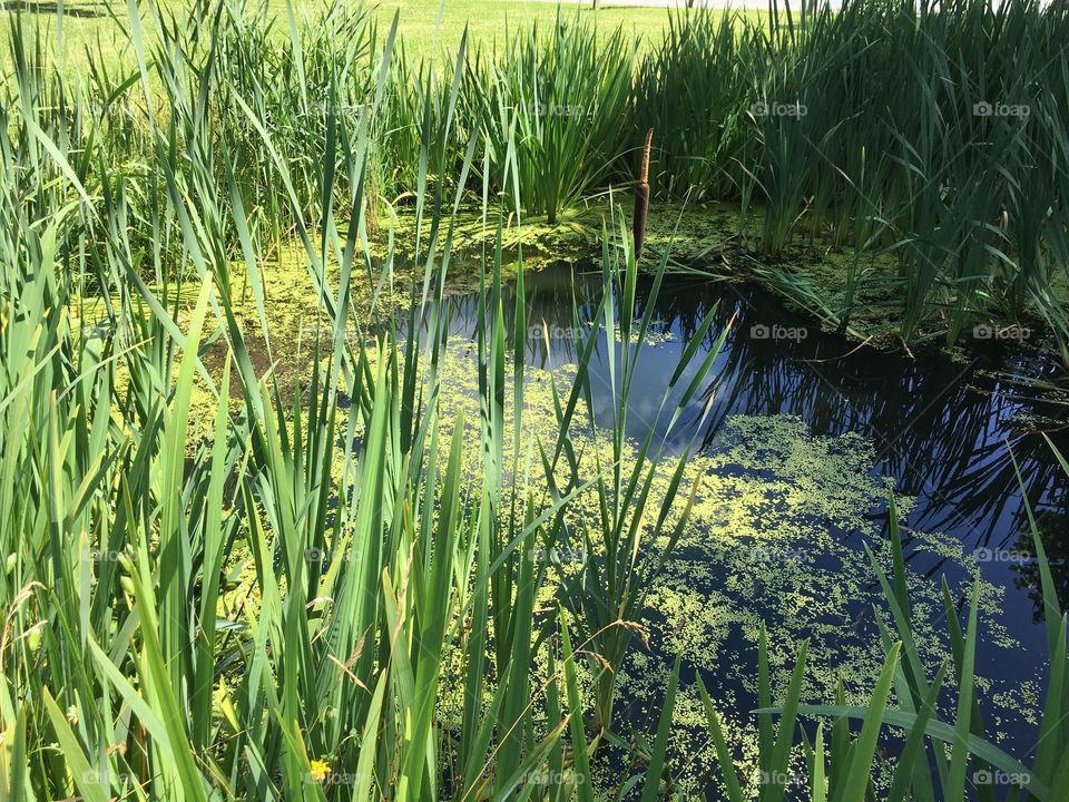 Pond in Wesselburen