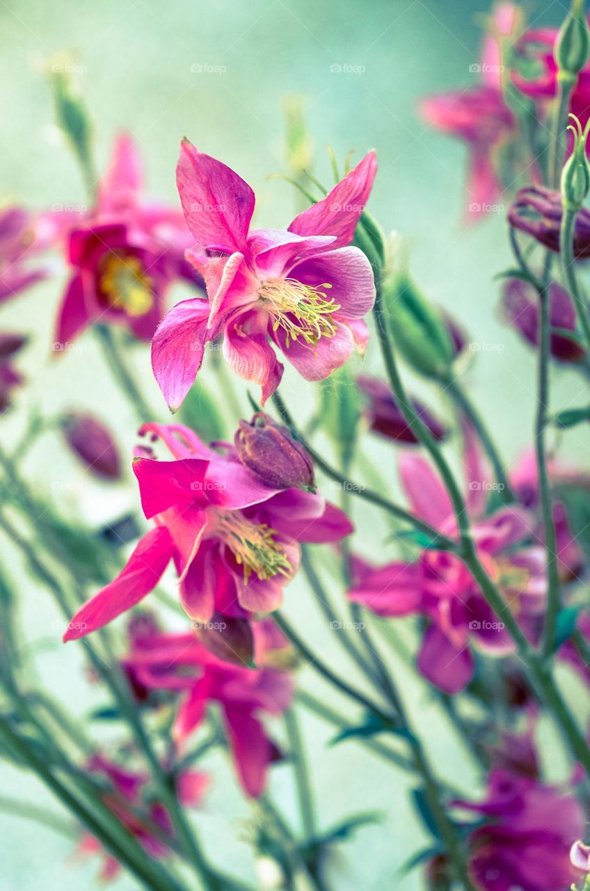 Beautiful flowers