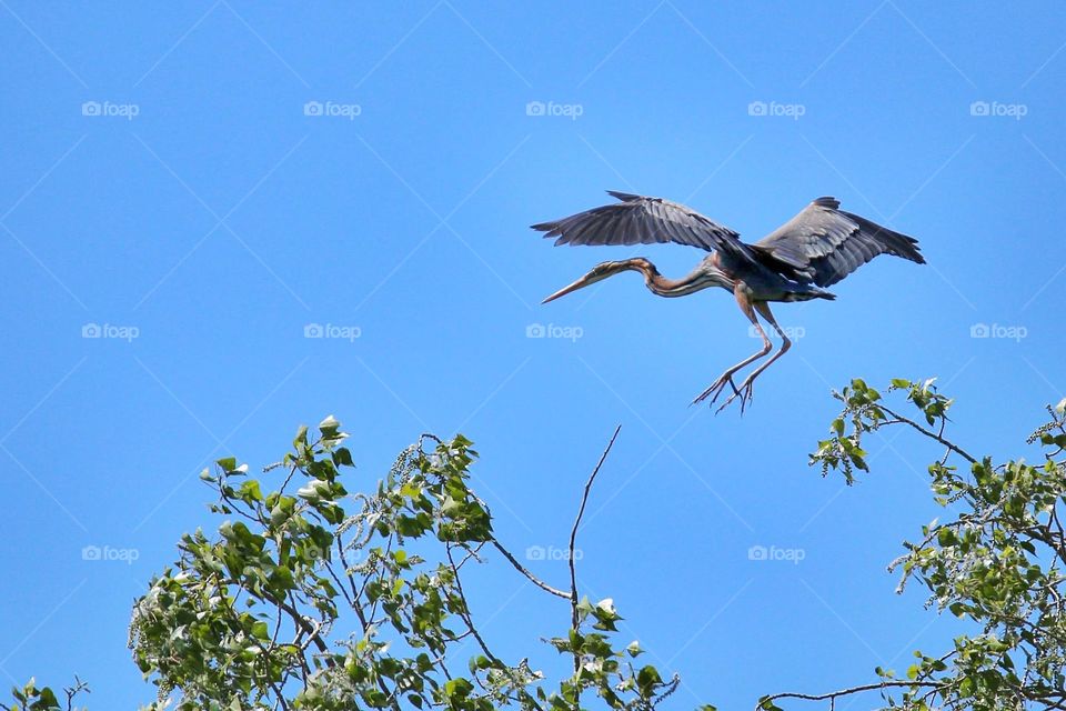 Purple heron flying in sky
