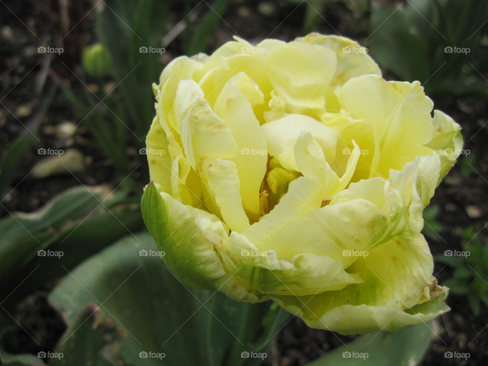 Nature, Flora, Flower, No Person, Leaf