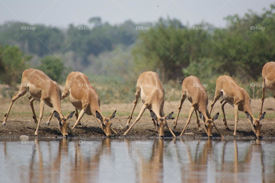 A herd of impala 