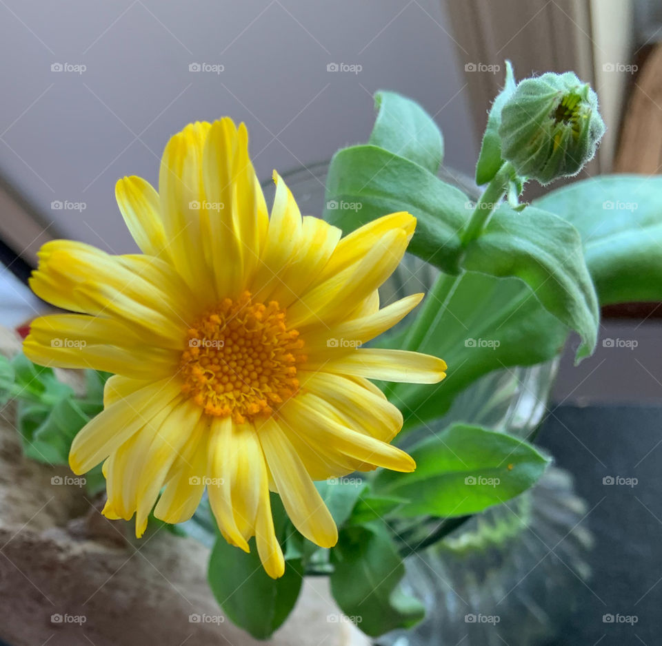 Fleurs - Flowers 💐