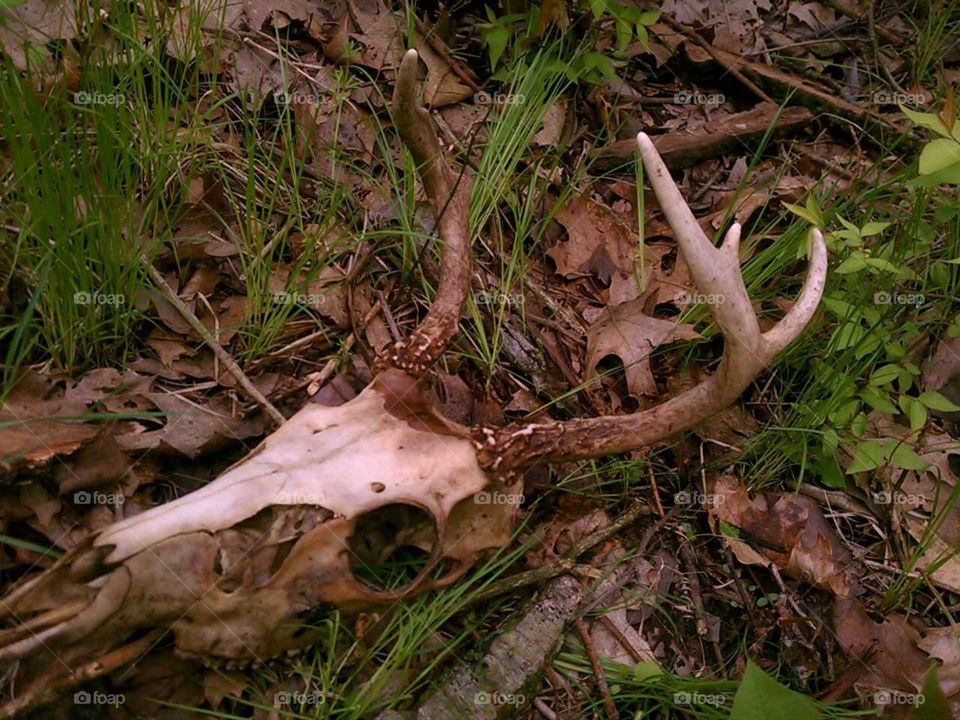 Deer skull