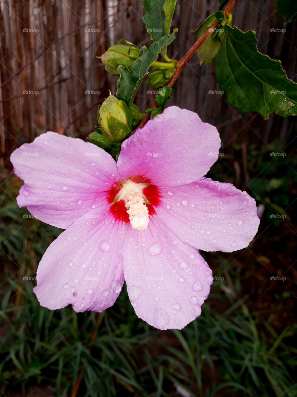 flower with a dew