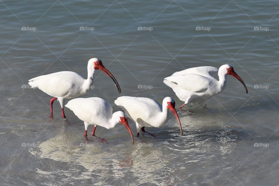 Four white ibis